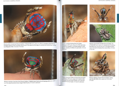 A Guide to Insects of Australia