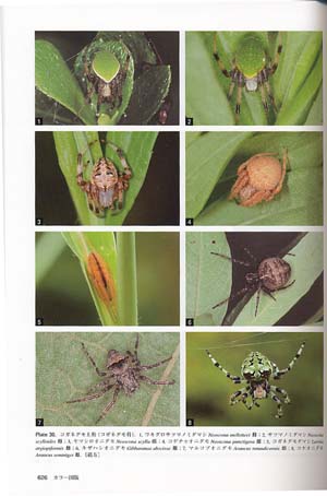 東海大学出版部発行書籍（昆虫文献 六本脚）