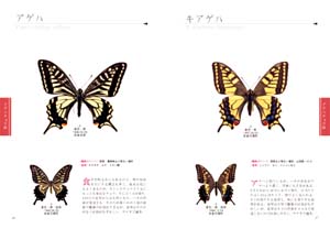 図鑑 世界で最も美しい蝶は何か