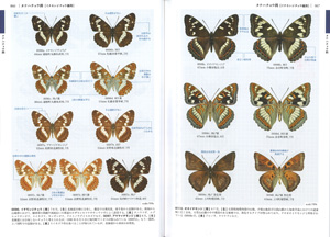 日本産チョウ類のフィールドガイド