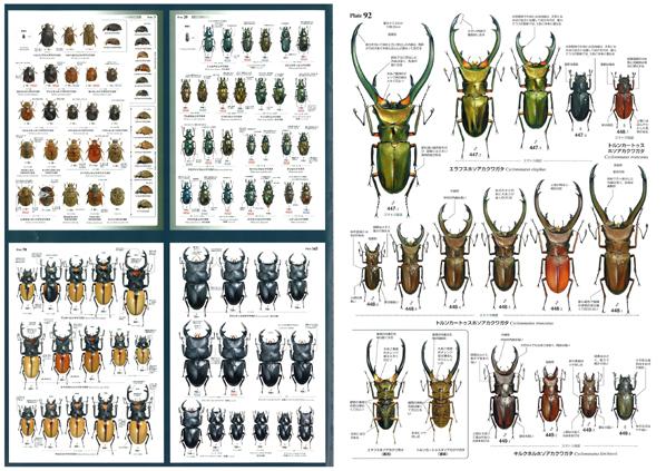 世界のクワガタムシ大図鑑とオサムシ大図鑑 - その他
