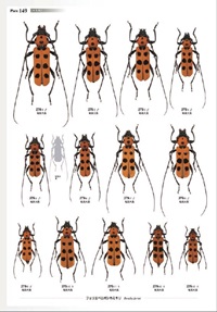 日本産カミキリムシ大図鑑