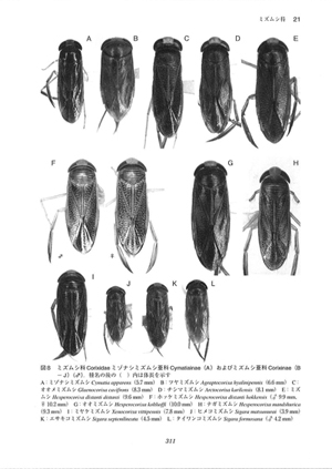 日本産水生昆虫