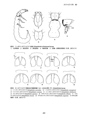 日本産水生昆虫