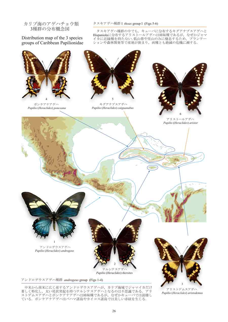 ページの抜粋：カリブ海アゲハチョウ類三種群の分布概念図