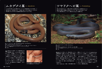 Venomous Snakes 世界の毒蛇大図鑑 - rehda.com